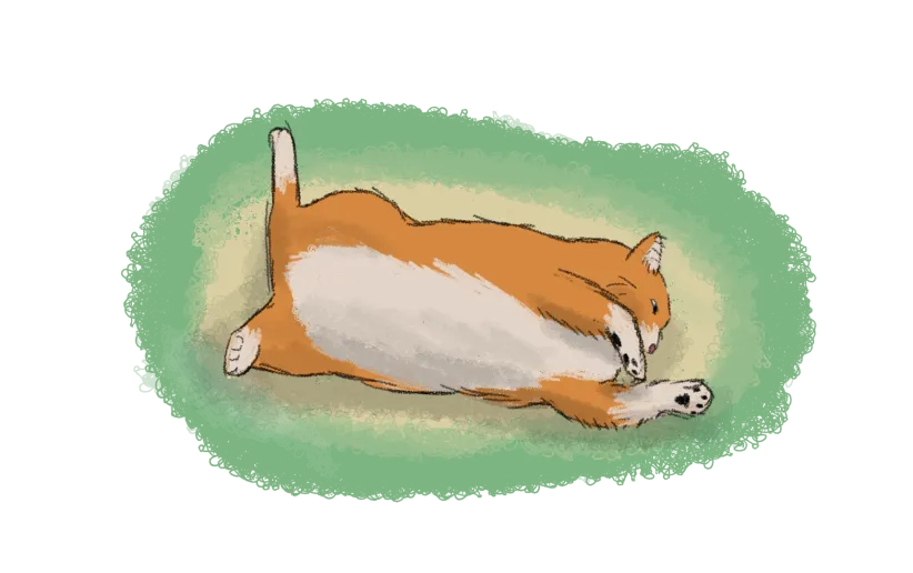 A fat orange cat rolling onto his back